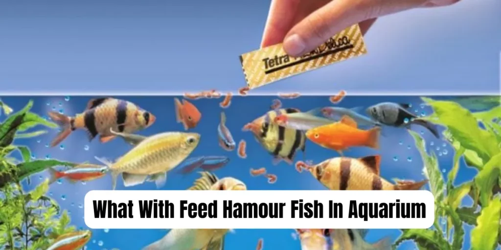 What With Feed Hamour Fish In Aquarium