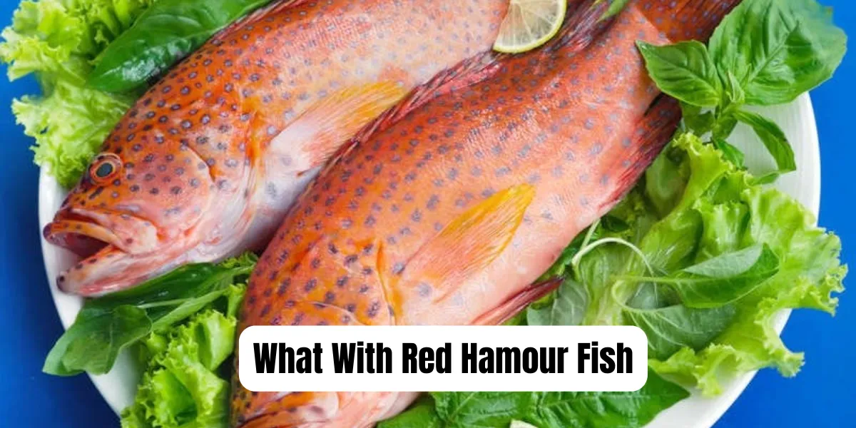 What With Red Hamour Fish