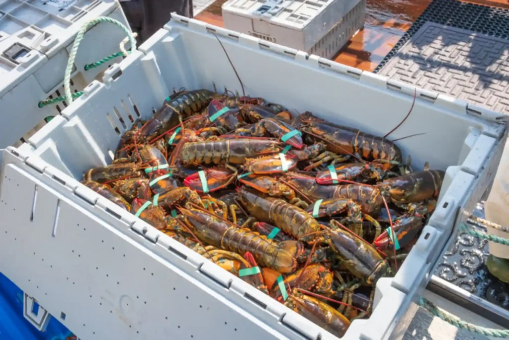 Best Strategies for Enjoying Lobster in Dubai | United Fish Dubai