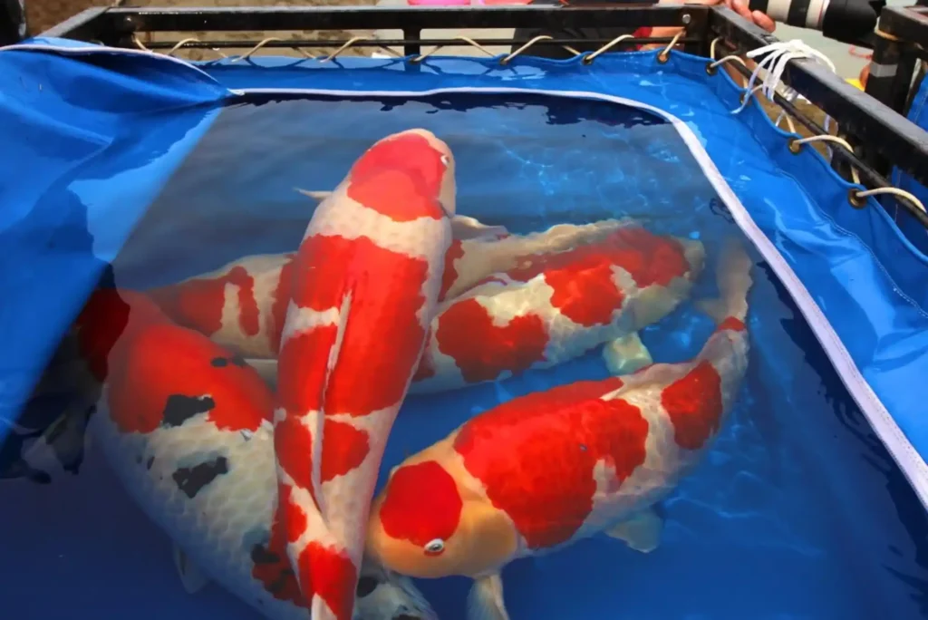 Best of 2025 Koi Fish in Dubai Trends and Where to Buy