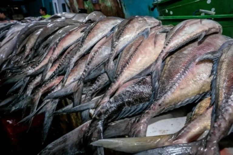 Essential Steps to Buy Tuna Online from United Fish Dubai