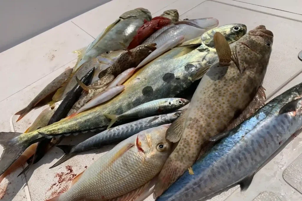Pro Tips for Finding Fresh Sultan Fish in Dubai - Guide 2025