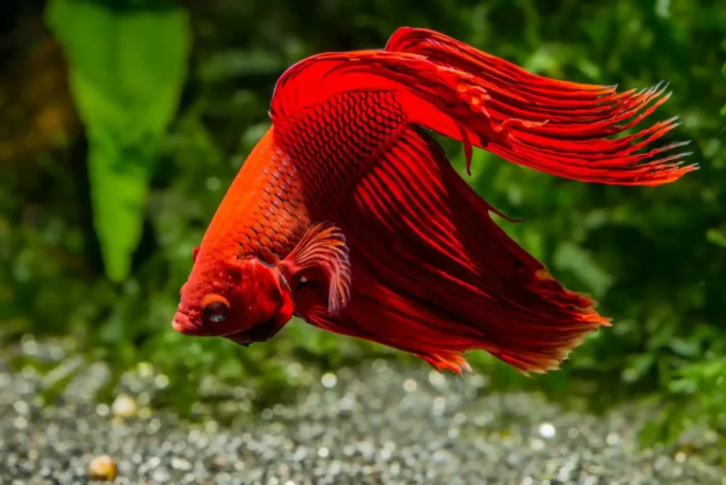 The Complete Guide to Buying Betta Fish in Dubai