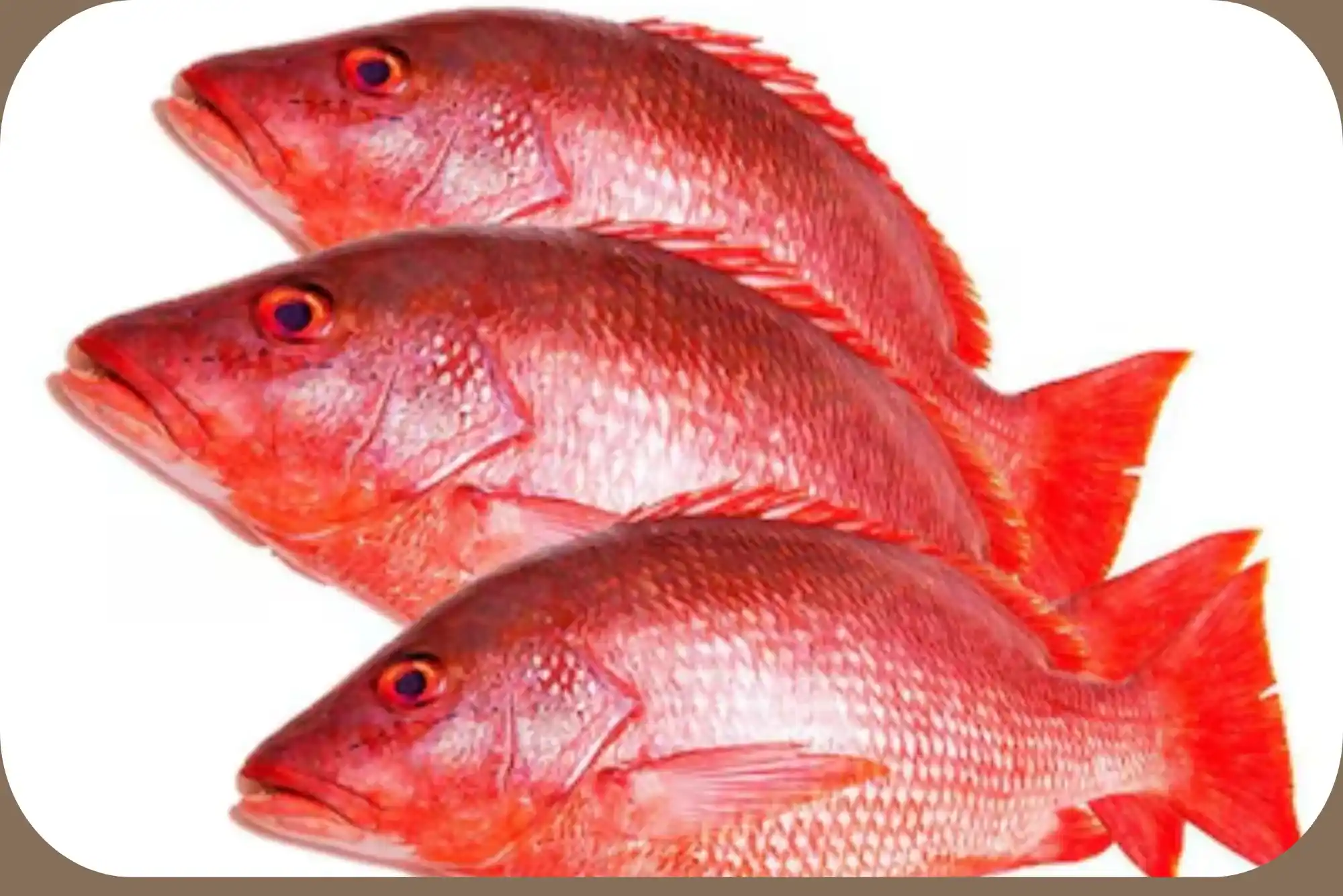 Complete guide to hamour fish benefits UAE Episode