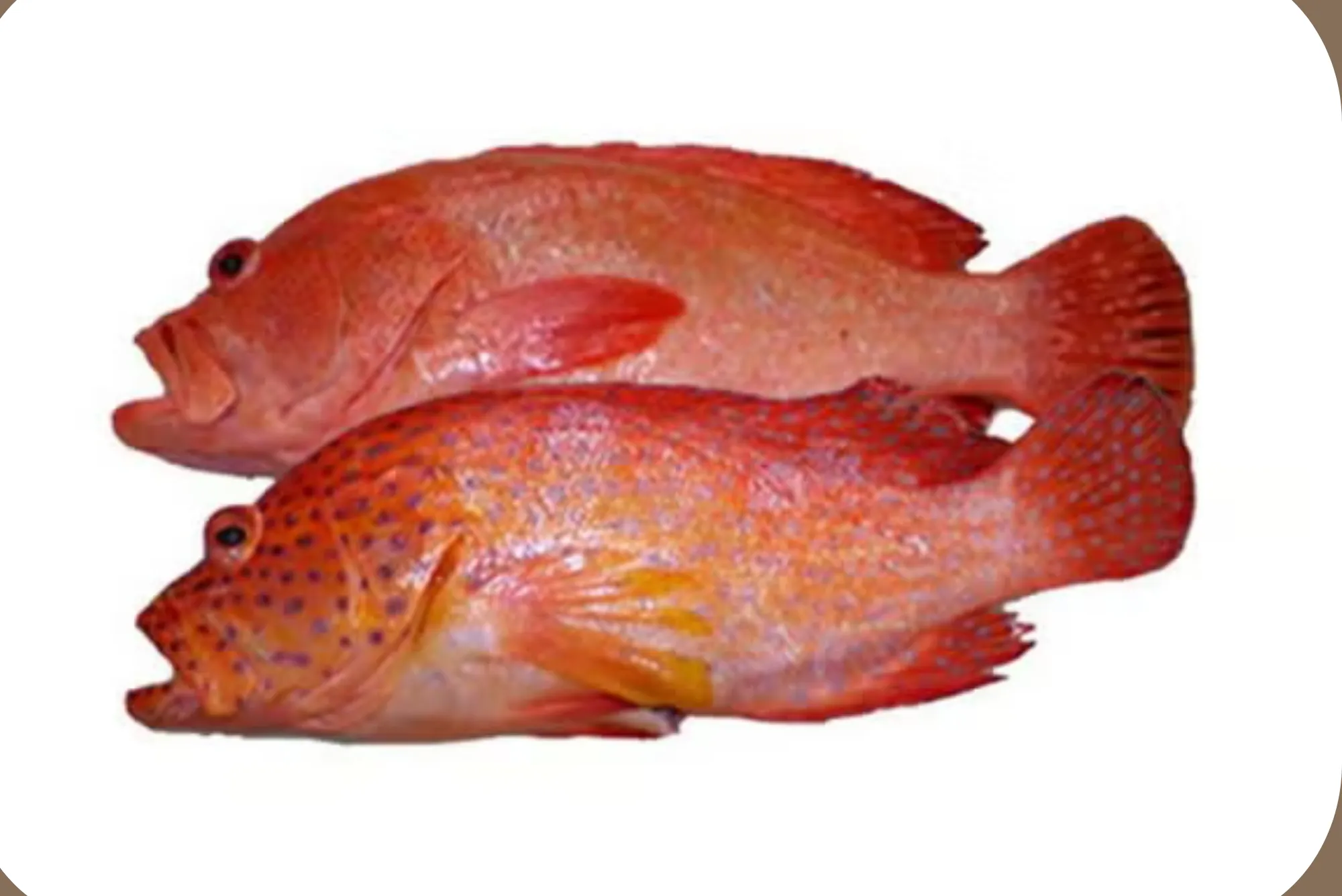 Beginners guide to hamour fish benefits UAE